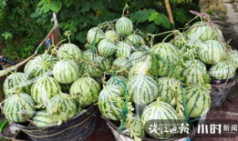 济宁吃瓜爆料是真的吗,真相揭秘，是真是假？